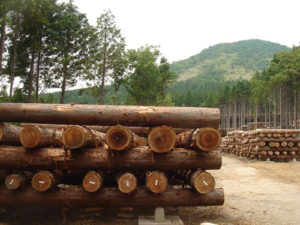 津江杉の「輪掛け乾燥」